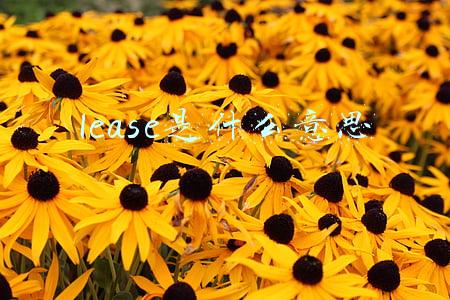 lease是什么意思