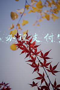 怎么办理支付宝卡