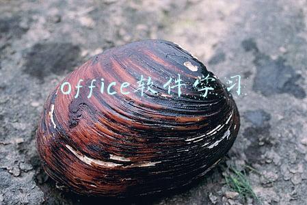 office软件学习