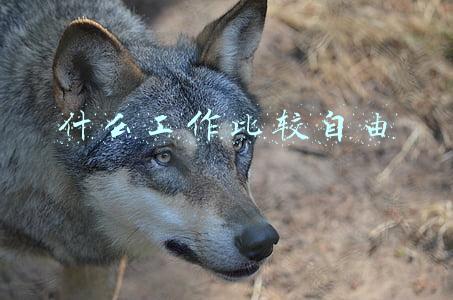 什么工作比较自由,但收入也不错(15种收入最高的自由职业)