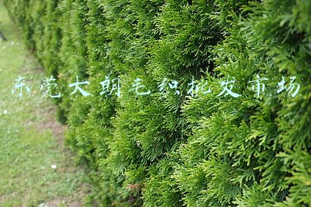 东莞大朗毛织批发市场