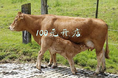 100元开店
