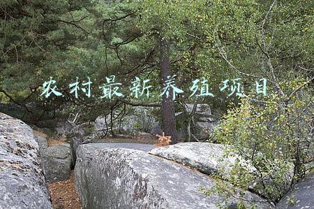 农村最新养殖项目