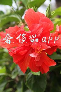 奢侈品app