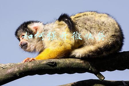 如何强开微粒贷