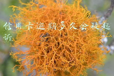 银行信用卡逾期多久会被起诉(信用卡逾期多久构成刑事案件？什么是“恶意透支”？专家解析)
