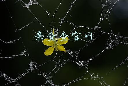 亲查查官网