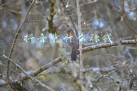 个人抖音靠什么赚钱(一次帮你讲明白，刷抖音的人靠什么挣钱)