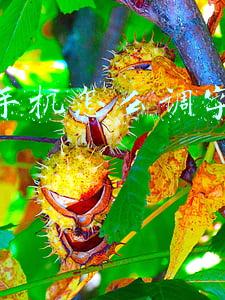 苹果手机怎样调大(iPhone用久了声音太小？那是你没打开这两个功能，音量瞬间大一倍)