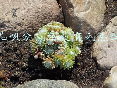 花呗分期还款有利息吗