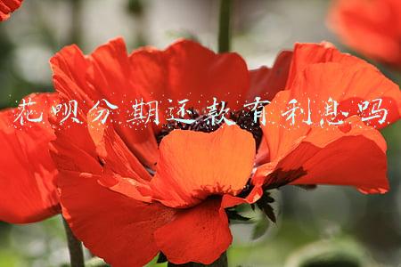 花呗分期还款有利息吗