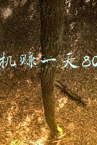 挂机赚一天80元