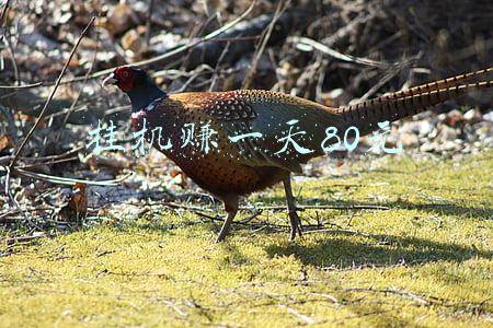 挂机赚一天80元