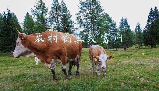 农村创业网致富网(八个适宜在农村创业致富的项目，在老家就能赚钱)