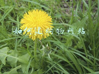 如何建购物网站