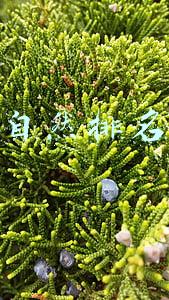 淘宝自然排名优化