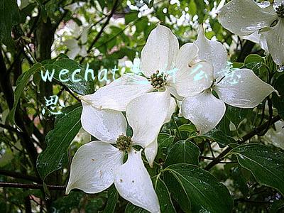 wechat是什么意思