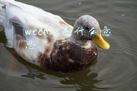 wechat是什么意思英语(腾讯强调WeChat与微信的区别)