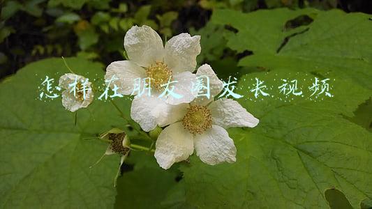 怎样在朋友圈发长视频