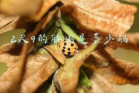 2尺9的腰围是多少码