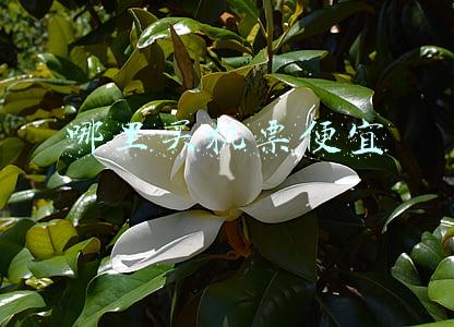 哪里买机票便宜