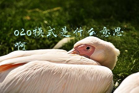 o2o模式是什么意思啊