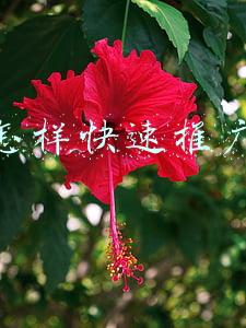 怎样快速推广