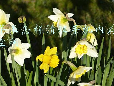 苹果怎样清理手机内存空间