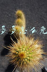 拼多多怎么免拼不了了(《拼多多》自动免拼设置方法)