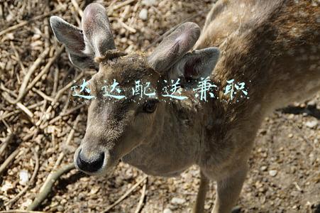 达达配送(配送时长单均仅23分钟，京东云为达达快送构建数智化“仓拣配”全链路服务)