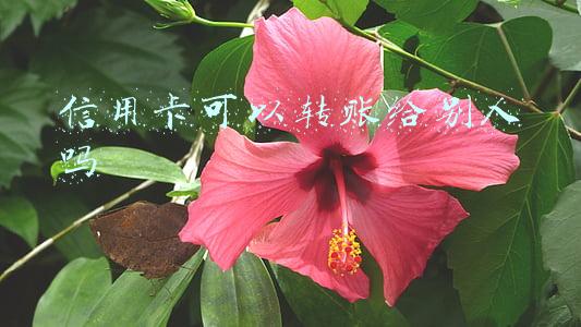 平安信用卡可以转账给别人吗(误入网贷骗局，男子这一操作挽回了损失)