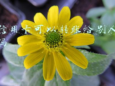 信用卡可以直接转账给别人吗(信用卡“套现”转借他人，法院：借款合同无效)