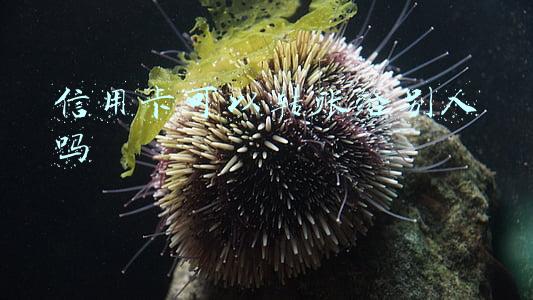 可以往信用卡里转账吗(信用卡能不能转账？)