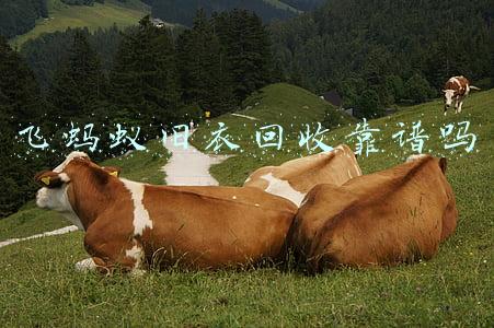 飞蚂蚁旧衣回收靠谱吗