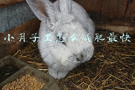 小月子里怎么减肥最快