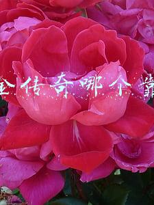 打金传奇哪个靠谱