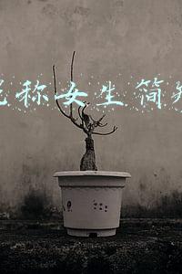 最新微信昵称女生简短好听(漂亮昵称女生)