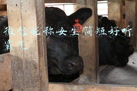 微信昵称女生简短好听霸气