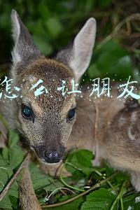 淘宝怎么让朋友代付款,没有代付这个选项(淘宝全球购代办乱象后续：平台已无法检索，仍有商家称可代办)