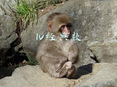 lv经典款