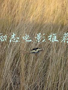 励志电影推荐