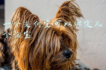 一个支付宝可以绑定几个淘宝店铺(淘宝开店秘籍全程教程：如何绑定支付宝账户？)