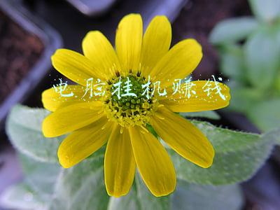 电脑挂机赚钱