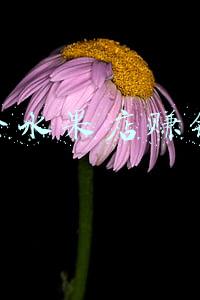 开个水果店赚钱吗