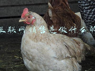 互联网销售是做什么的