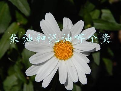 柴油和汽油哪个贵