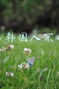 为什么韩国人不用兰芝