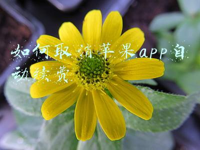 如何取消苹果app自动续费