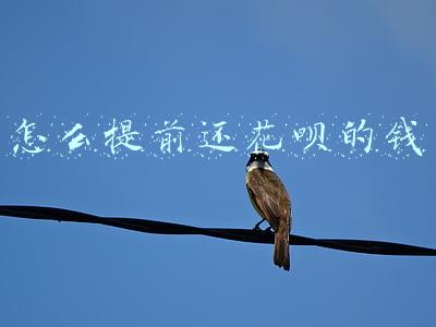 怎么提前还花呗的钱