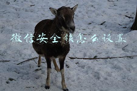 苹果微信安全锁怎么设置(《微信》支付安全锁设置方法)